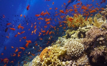 Marine life and World Heritage Sites threatened by rising sea levels and pollution